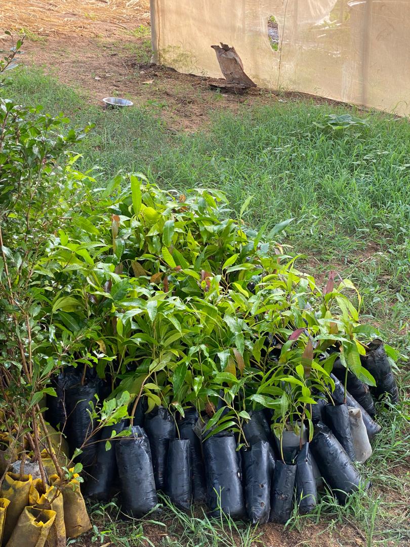 communedeguedevillage12