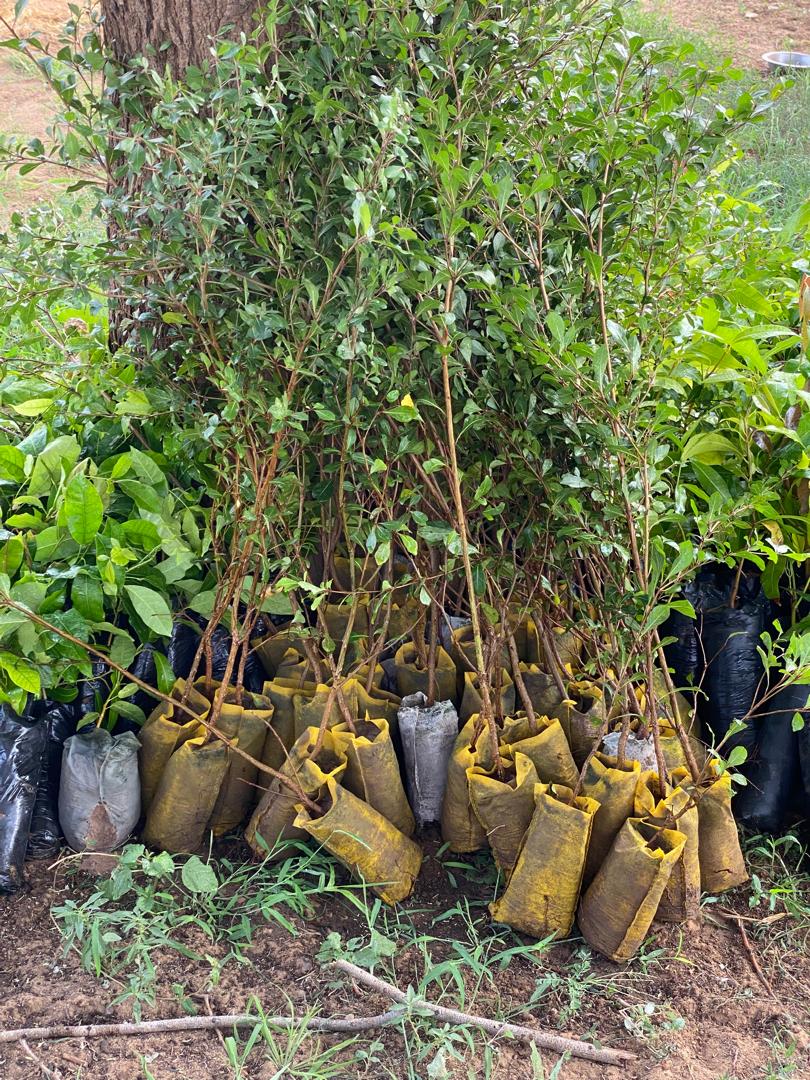 communedeguedevillage13